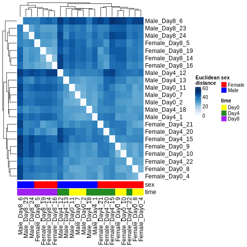 Heatmap of Euclidean distances between all pairs of samples, with hierarchical cluster dendrogram for both rows and columns. Samples from day 8 cluster separately from samples from days 0 and 4. Within days 0 and 4, the main clustering is instead by sex.